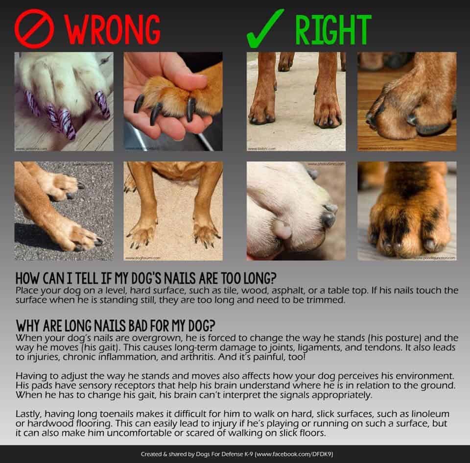 how to cut your dog's toenails