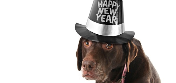 Keep Your Pets Calm this New Year’s Eve