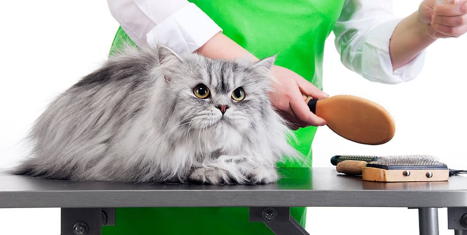 Can I shave my cat to get rid of her matting fur? - Quora