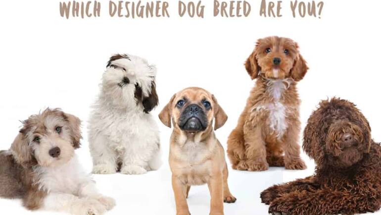 Designer Breed Health Issues