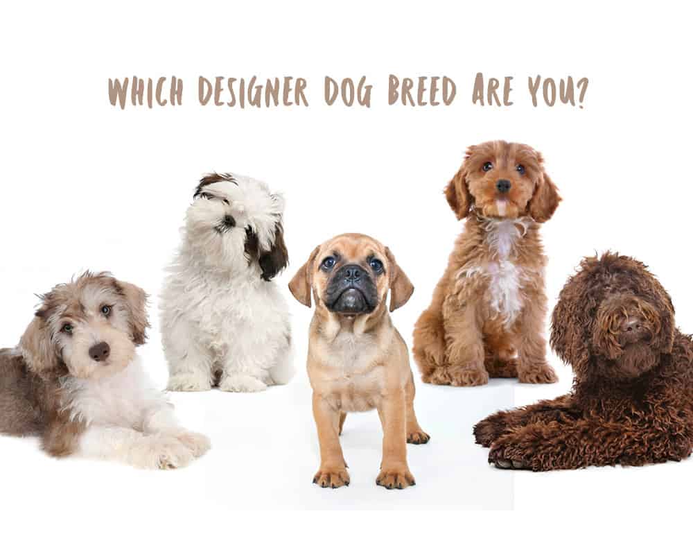 How Do You Get A Designer Dog