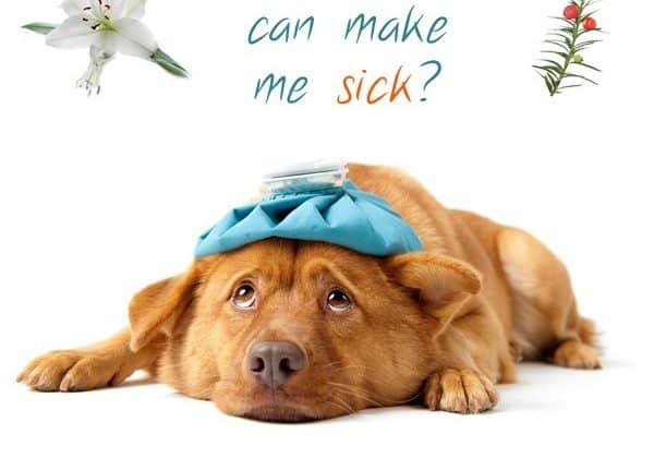 Dog Poisoning Prevention Tips