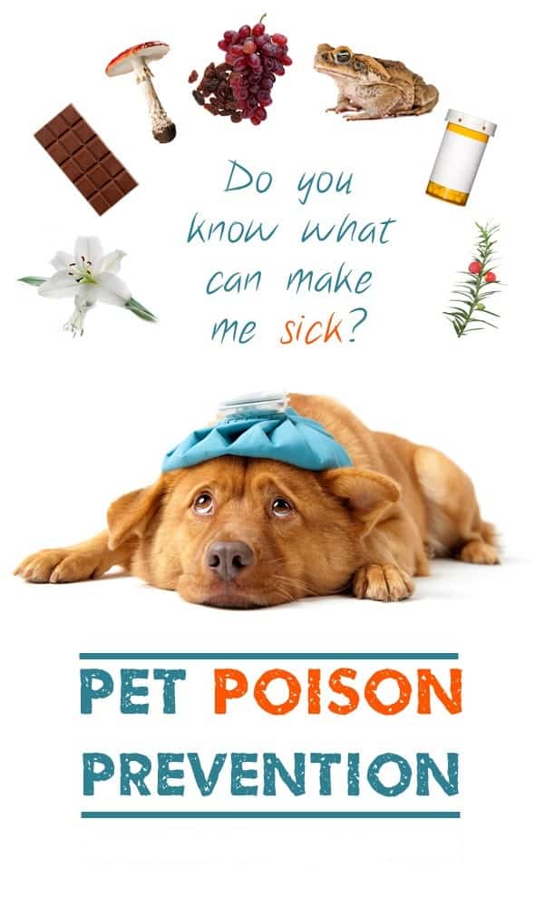 Dog Poisoning Prevention Tips Head To Tail Pet Spa