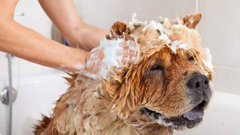 Here’s How To Get Your Dog To Love Bathing