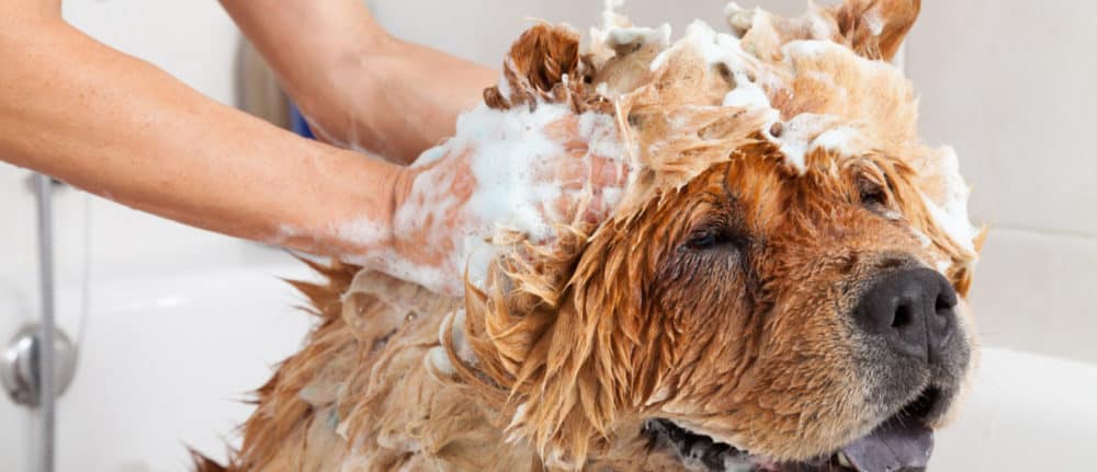 Here’s How To Get Your Dog To Love Bathing