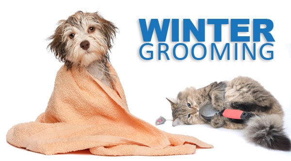 Five Winter Dog Grooming Myths