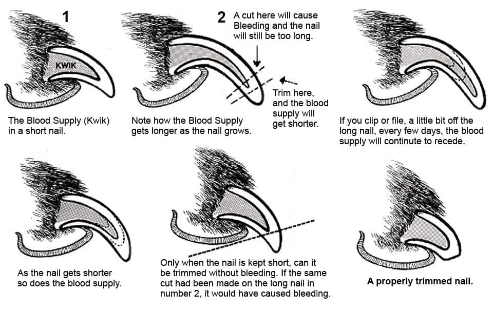 How to file dog on sale nails