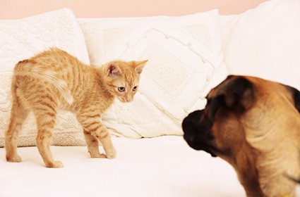 The Right Way to Introduce a Dog and Cat