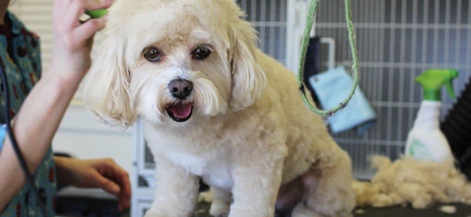 5 Reasons to Have Your Pet Professionally Groomed