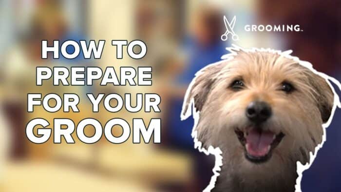 How to Prepare Your Dog for Grooming Visits | Head to Tail Pet Spa