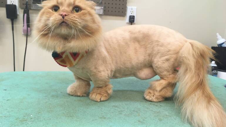Cat Shave Mats