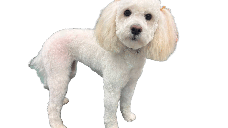 Pet Clip